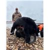 Image 5 : Alberta Black Bear hunt with McKinnon & Co.