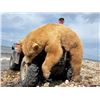 Image 6 : Alberta Black Bear hunt with McKinnon & Co.