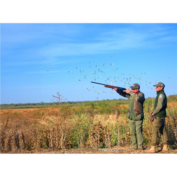 Ultimate Argentina Dove Hunt for Four – Pointer Wingshooting