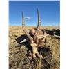 Image 2 : Syncerus Safaris - 5 Day South African Plains Game Hunt and Wing Shooting
