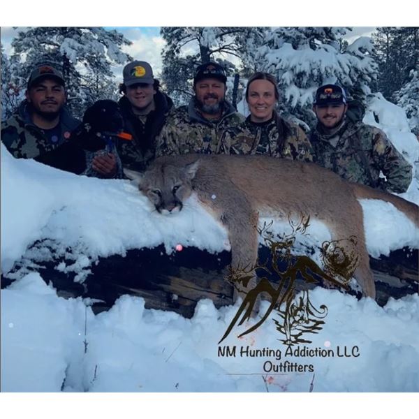 Mountain Lion Hunt in New Mexico-for 1 hunter