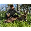 Image 1 : Premium Roe Deer Hunting Experience in Spain