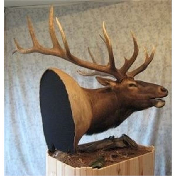 Shoulder Mount for Elk/Kudu Sized Animal