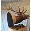 Image 1 : Shoulder Mount for Elk/Kudu Sized Animal