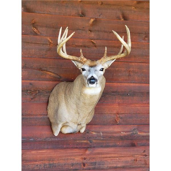 Pedestal Mount with Habitat for Mule or Whitetail Deer by Nature’s Own Wildlife Studio