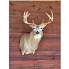 Image 1 : Pedestal Mount with Habitat for Mule or Whitetail Deer by Nature’s Own Wildlife Studio