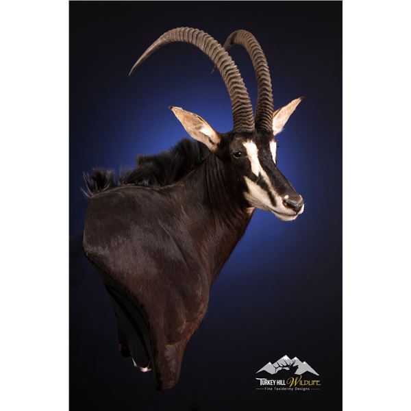 Turkey Hill Wildlife Taxidermy