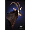 Image 1 : Turkey Hill Wildlife Taxidermy