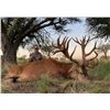 Image 1 : Pointer Outfitters Argentina Red Stag Hunt for 2