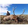 Image 2 : Exclusive Elk Rifle Hunt in New Mexico – 5 Days for 2 Hunters