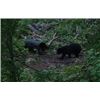 Image 2 : Maine Black Bear Hunt at Crooked Tree Lodge