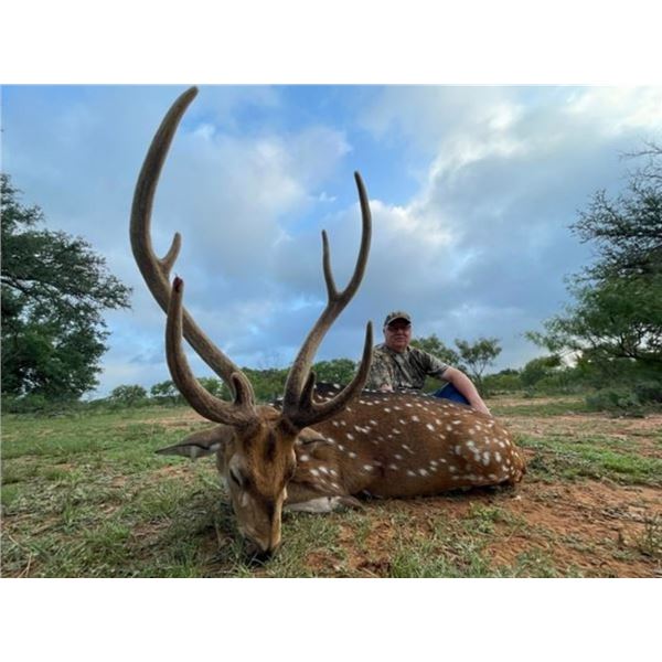 Texas Axis Deer Hunt for 1 hunter with Pope Brothers Guide Service
