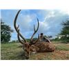 Image 1 : Texas Axis Deer Hunt for 1 hunter with Pope Brothers Guide Service