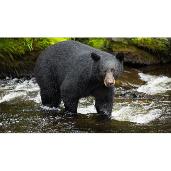 Far North Adventure - Alaskan Black Bear Hunt Adventure in Puget Bay, Alaska