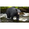 Image 1 : Far North Adventure - Alaskan Black Bear Hunt Adventure in Puget Bay, Alaska
