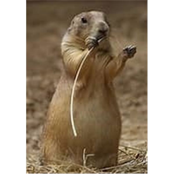 LA03 – Montana - Prairie Dog Hunt