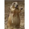 Image 1 : LA03 – Montana - Prairie Dog Hunt