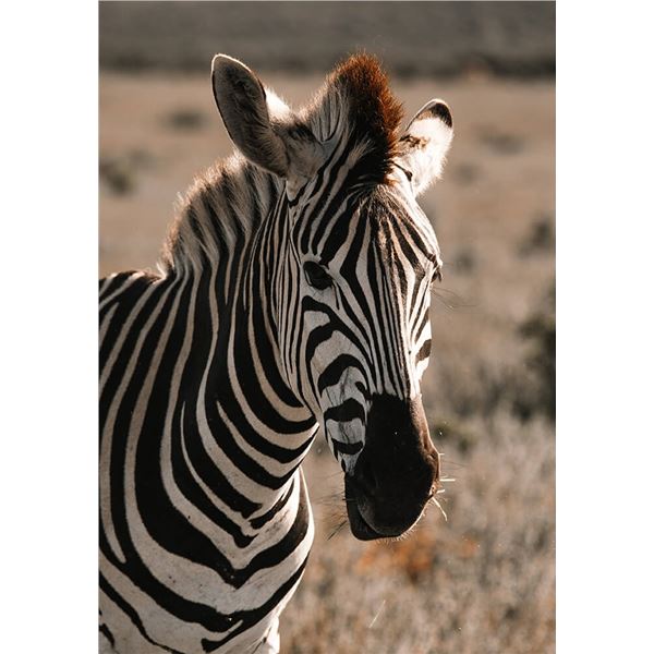 LA08 – South Africa – Limcroma Safaris – Plains Game