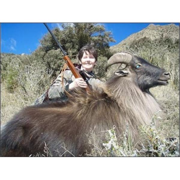 LA10 – New Zealand Custom Outfitters –Himalayan Bull Tahr