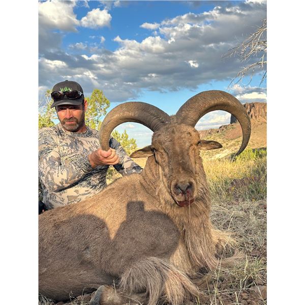 LA28 - Texas – Ahren’s Ranch and Wildlife – Aoudad Hunt for 3 Hunters