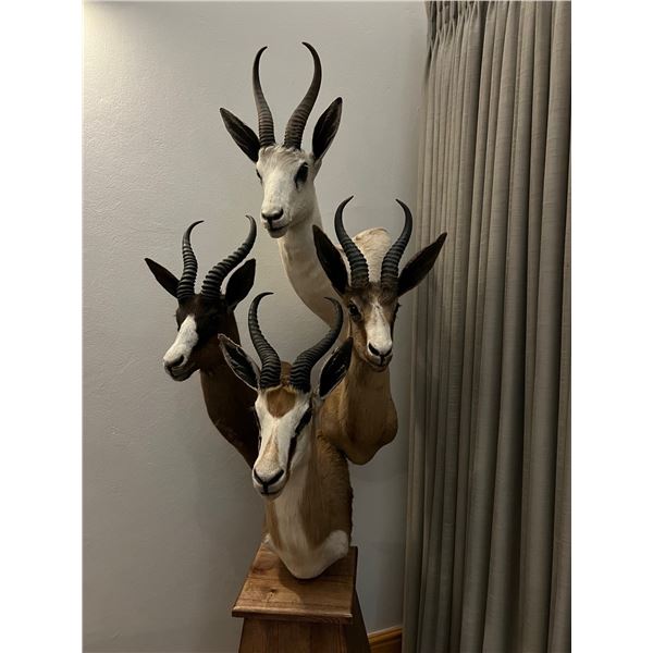 LA31 - South Africa - Royal Karoo Safaris - 9-day/10-night Hunt (6 animals) & 4-day Cape Town Tour