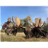 Image 1 : Archery Moose Hunt with Savage Encounters