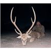 Image 2 : West Texas - Free-Range Axis Buck