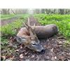 Image 1 : Hunting in Hungary for Roebuck and Wild Boar 2 Hunters 2 Nonhunters