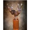 Image 1 : $1,000.00 Taxidermy Credit