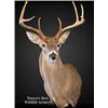 Image 2 : $1,000.00 Taxidermy Credit