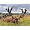 Image 2 : Red Stag in beautiful New Zealand