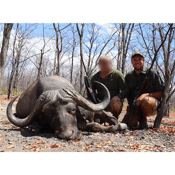 Mozambique Free Range Cape Buffalo Hunt