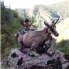 Image 2 : Chamois Hunt in the French  Alps