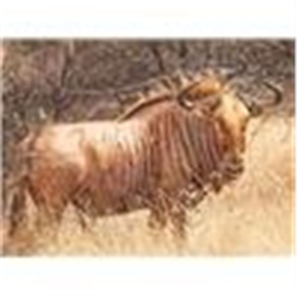 Wildebeest Special-1-Golden, 1-Blue and 1- Black for 2 Hunters and 2 Non hunters
