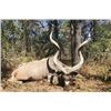 Image 2 : Zambia Plains Game Safari for Two Hunters with Famed Outfitter Johny du Plooy