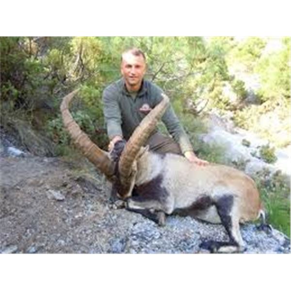 Southeastern Ibex in Spain - Includes Trophy Fee