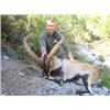 Image 1 : Southeastern Ibex in Spain - Includes Trophy Fee