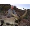 Image 2 : Southeastern Ibex in Spain - Includes Trophy Fee