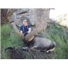 Image 3 : Southeastern Ibex in Spain - Includes Trophy Fee