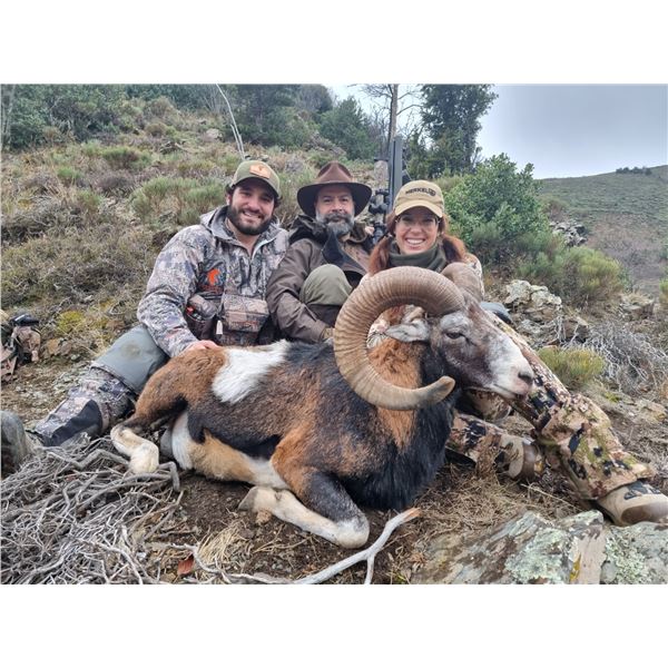 Spain Free-Range Mouflon or Fallow Deer Hunt