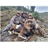 Image 1 : Spain Free-Range Mouflon or Fallow Deer Hunt