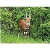 Image 2 : Gemsbuck, Bushbuck, Warthog,  Impala  for 2 Hunters