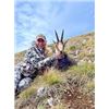 Image 3 : Carpathian Chamois Hunt in Serbia