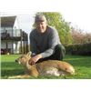 Image 3 : Muntjac or Fallow Deer-Free-Range Hunt - England - Includes Trophy Fee