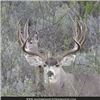 Image 2 : Mule Deer Hunt Santa Rosa Hunting Ranch Chihuahua Mexico