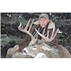 Image 1 : Archery Deer Hunt - Alberta