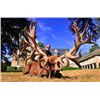 Image 3 : Mouflon Safari on Beautiful 13th Century French Estate