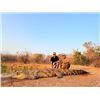 Image 1 : Crocodile Hunt in South Africa