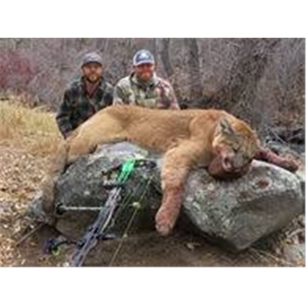 Mountain Lion Hunt with Hounds