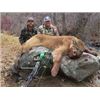 Image 1 : Mountain Lion Hunt with Hounds